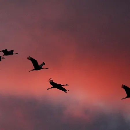 Grosser Pirat זינקסט